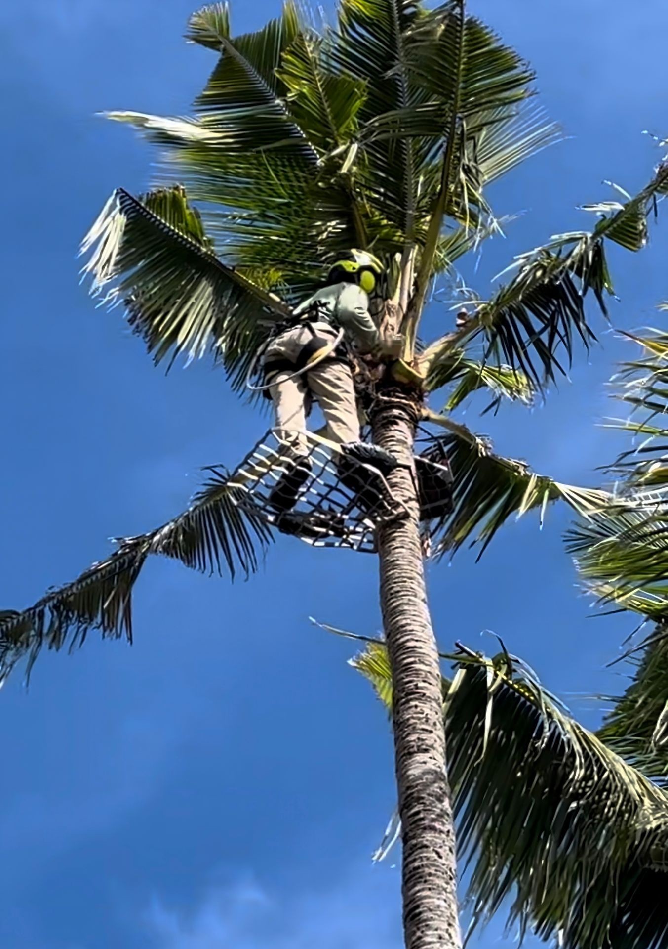 Person with safety gear climbing a tall palm tree against a clear blue sky.