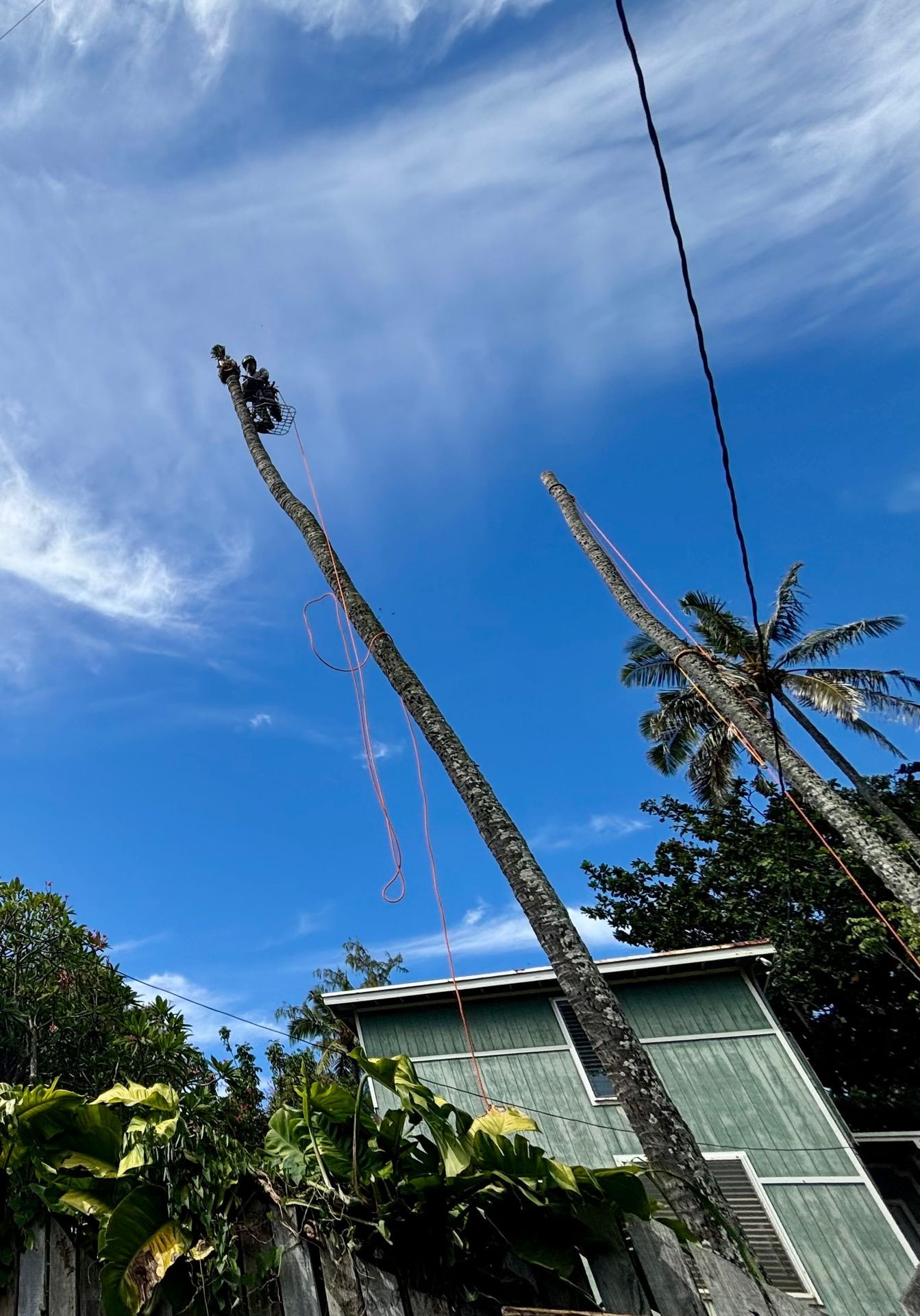 Worker trimming a tall palm tree with climbing equipment against a blue sky backdrop.