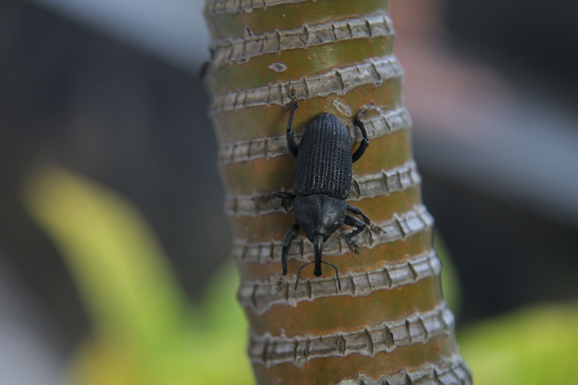 coconut borer beetle